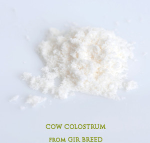 Cow Colostrum Gir Breed