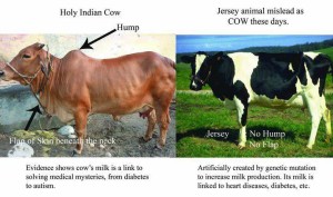 desi-cow-vs-jersey-animal